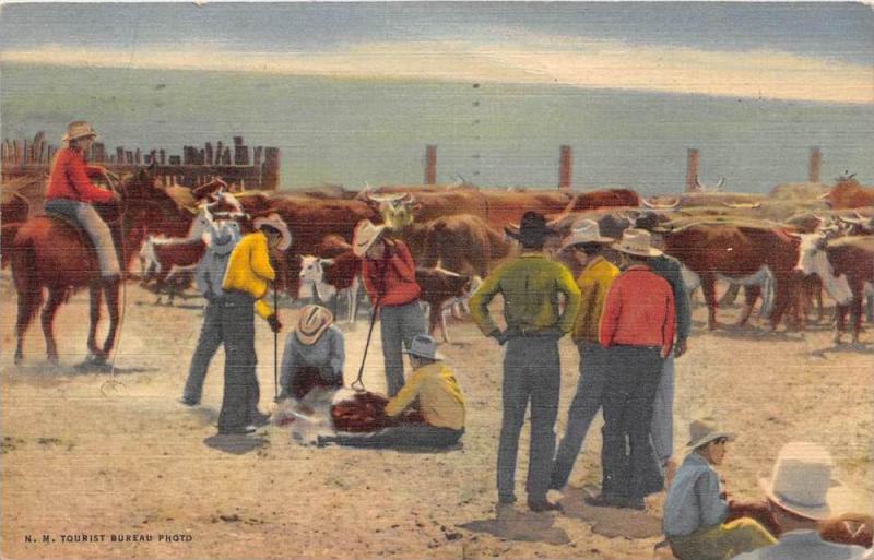 Branding Cattle in the Southwest, New Mexico