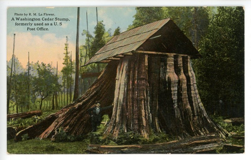 WA - Port Angeles. Giant Cedar Stump, formerly Elwha Post Office until 1905