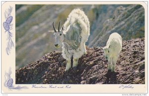 Mountain Goat and Kid, Rocky Mountains, Banff, Alberta, Canada, 40-60s