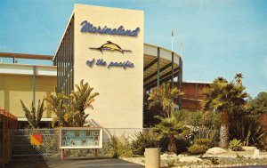 Marineland of the Pacific Porpoise Rancho Palos Verdes c1960s Vintage Postcard