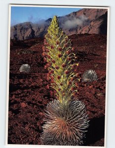 Postcard The Rare And Exotic Silversword In Bloom, High Atop Haleakala, Hawaii