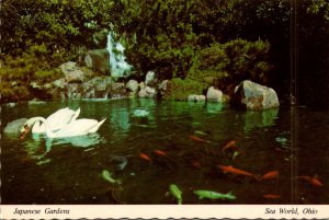 Ohio Aurora Sea World Japanese Gardens Colorful Koi and White Swans