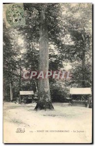 Old Postcard Tree Forest of Fontainebleau The Jupiter