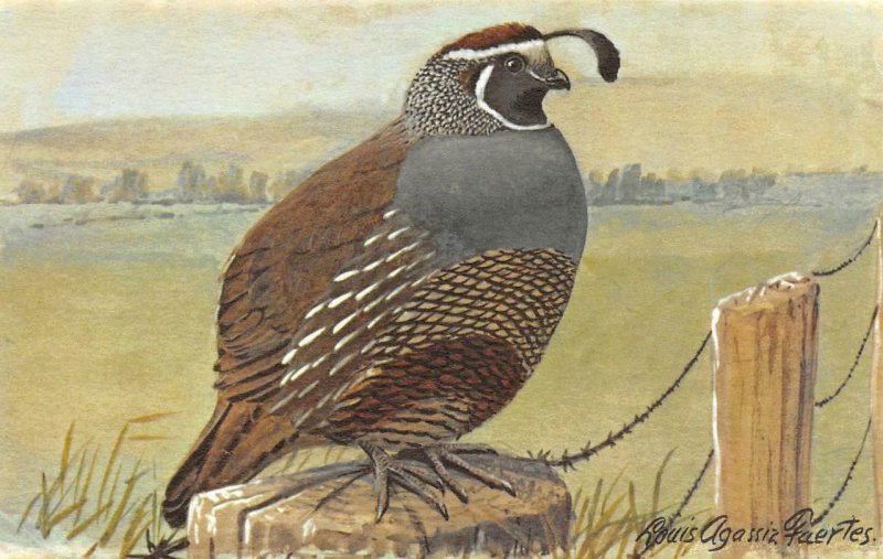 3~Postcards  FUERTES WATERFOWL & GAME BIRDS  #8 Grouse & #10 Quail & #9 Bobwhite