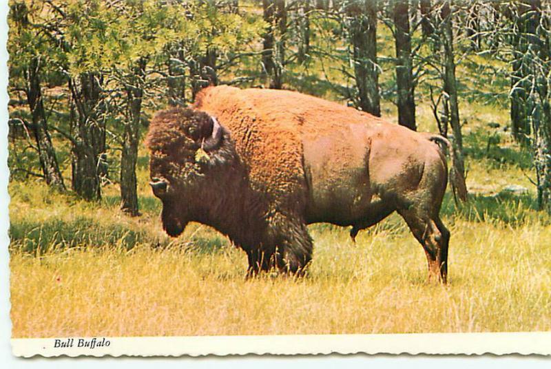  Postcard Utah Salt Lake City Bull Buffalo Male   Free Shipping  #2590A