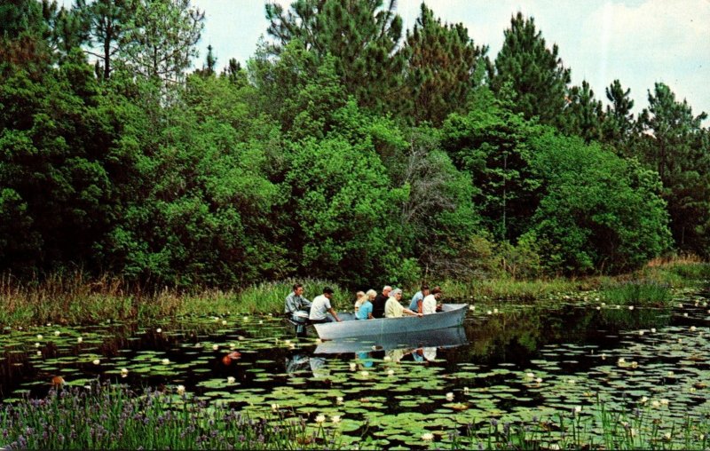 Georgia Okefenokee Swamp Park Tour Group Cruise By Boat