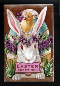 Easter Bunny Picture Postcard!