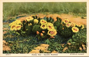 Cactus Prickly Pear In Bloom Curteich