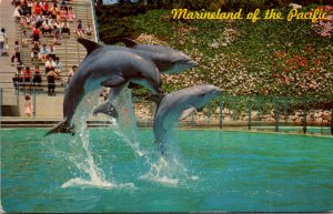 Dolphins Leaping Dolphin Trio Marineland Of The Pacific California