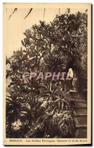 Old Postcard Monaco Exotic Gardens and various Aloe Opuntia