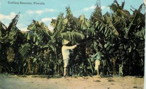 Agriculture Farming C-1910 Cutting Bananas postcard 863