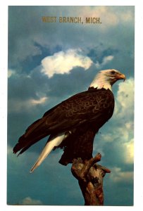MI - West Branch. American Bald Eagle