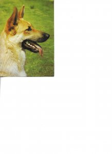 German shepherd dog Modern German photo postcard
