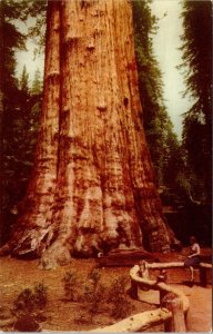Sequoia National Park Fresno California CA Largest Tree 76 Union Postcard VTG 