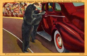 Great Smoky Mountains National Park Car Stopped For Inspection By Native Blac...