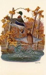 Mallard   Artist: Richard Sloan