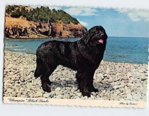 Postcard Champion Black Sambo, St. John's, Canada