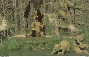 Walt Disney World , Orlando , Florida , 1972 ; Elephant Bathing Pool