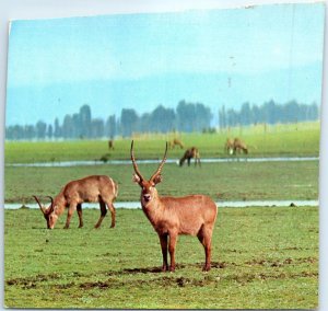 M-78171 Water bucks Gorongosa National Park Mozambique