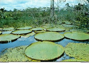 Brazil Manaus Amazonas Water Lilies