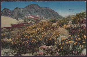 Desert Wildflowers Postcard BIN