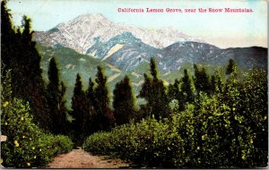 Vtg 1910s California Lemon Grove near Snow Mountain Wilderness CA Postcard