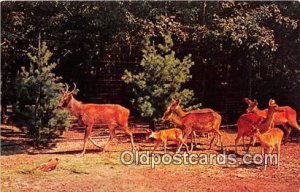 Catskill, NY, USA Golden Yellow Barasingha Deer, Catskill Game Farm Unused 