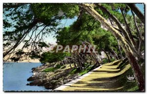 Menton - Undergrowth in Cap Martin - Old Postcard