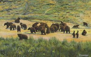 Grizzly Bears Yellowstone National Park Haberstroh Vintage Linen Postcard E10