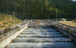 Bonneville Dam, Fish Ladders - Columbia River, Oregon OR  