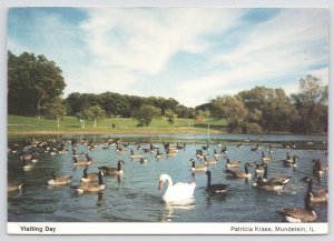 Wauconda Illinois~Lakewood Forest Preserve~Canadian Geese~Swan~Continental Pc
