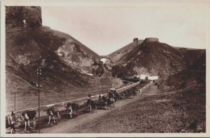 Yemen Aden Camels Vintage Postcard C127