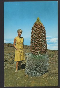 Hawaii The SILVERSWORD Haleakala National Park - Maui ~ Chrome