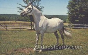 White Stallion Horse Unused 