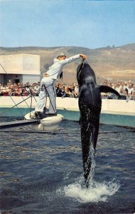 Pilot Whale, Marineland of the Pacific Oceanarium, Palos Verdes c1960s Postcard