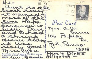 Alligator Alligator FL Postcard