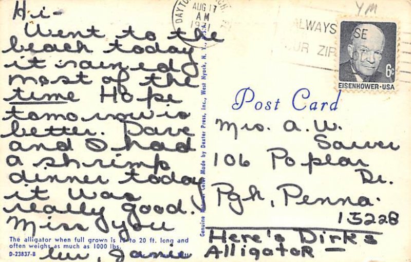 Alligator Alligator FL Postcard