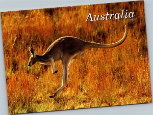 Postcard Australian Kangaroo - Easter Grey in full light