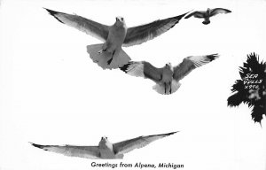 Alpena Michigan 1940s RPPC Real Photo Postcard Sea Gulls