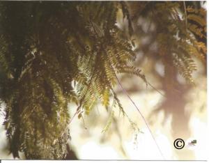 Set of 6 Sun Filtering Through Leaves of Mimosa Tree Palm Desert California