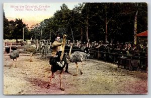 Cawston California~Farm~Man Riding Ostriches~Crowd Watching~Fence~c1910 Postcard