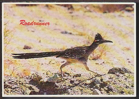 Road Runner Postcard BIN 