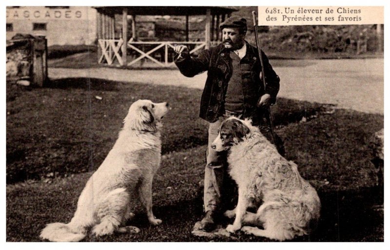 Dog , Pyrenees