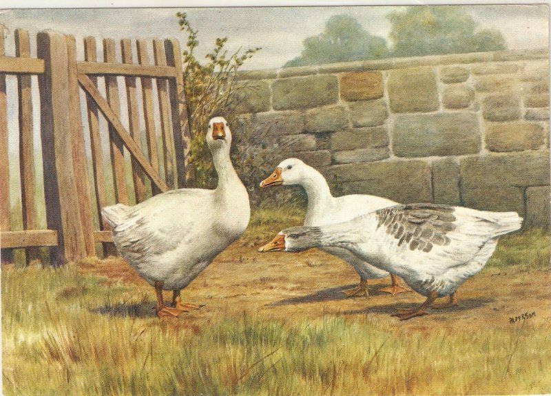 Geese animals   Nice -Swiss postcard. Continental size. Signed