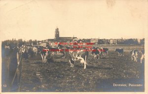 Netherlands, Deventer, RPPC, Farming Scene, Cows, Photo