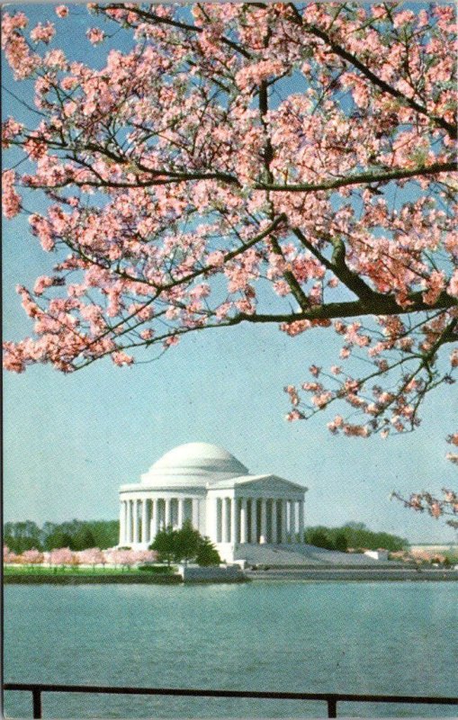 Washington D C The Jefferson Memorial and Cherry Blossoms