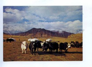 199527 Mongolia Yaks photo Wangchindorj old postcard