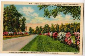 Hedge of Roses, Mocksville - Winston Salem NC