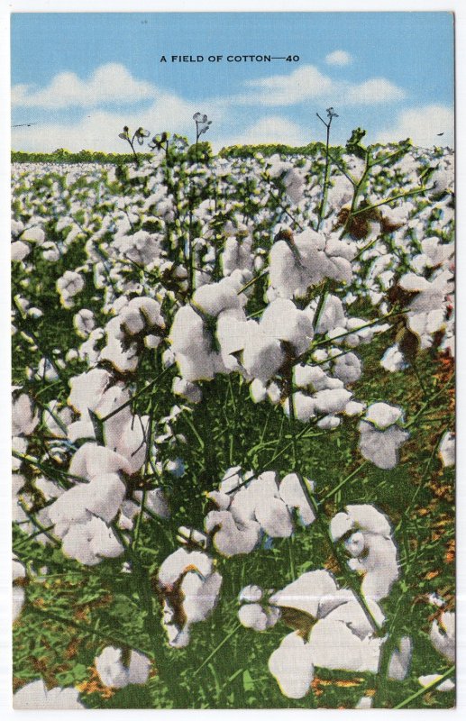 A Field Of Cotton