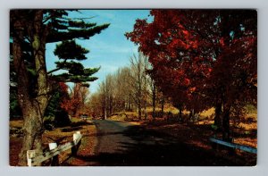 Road Through Autumn Foliage Chrome Postcard 